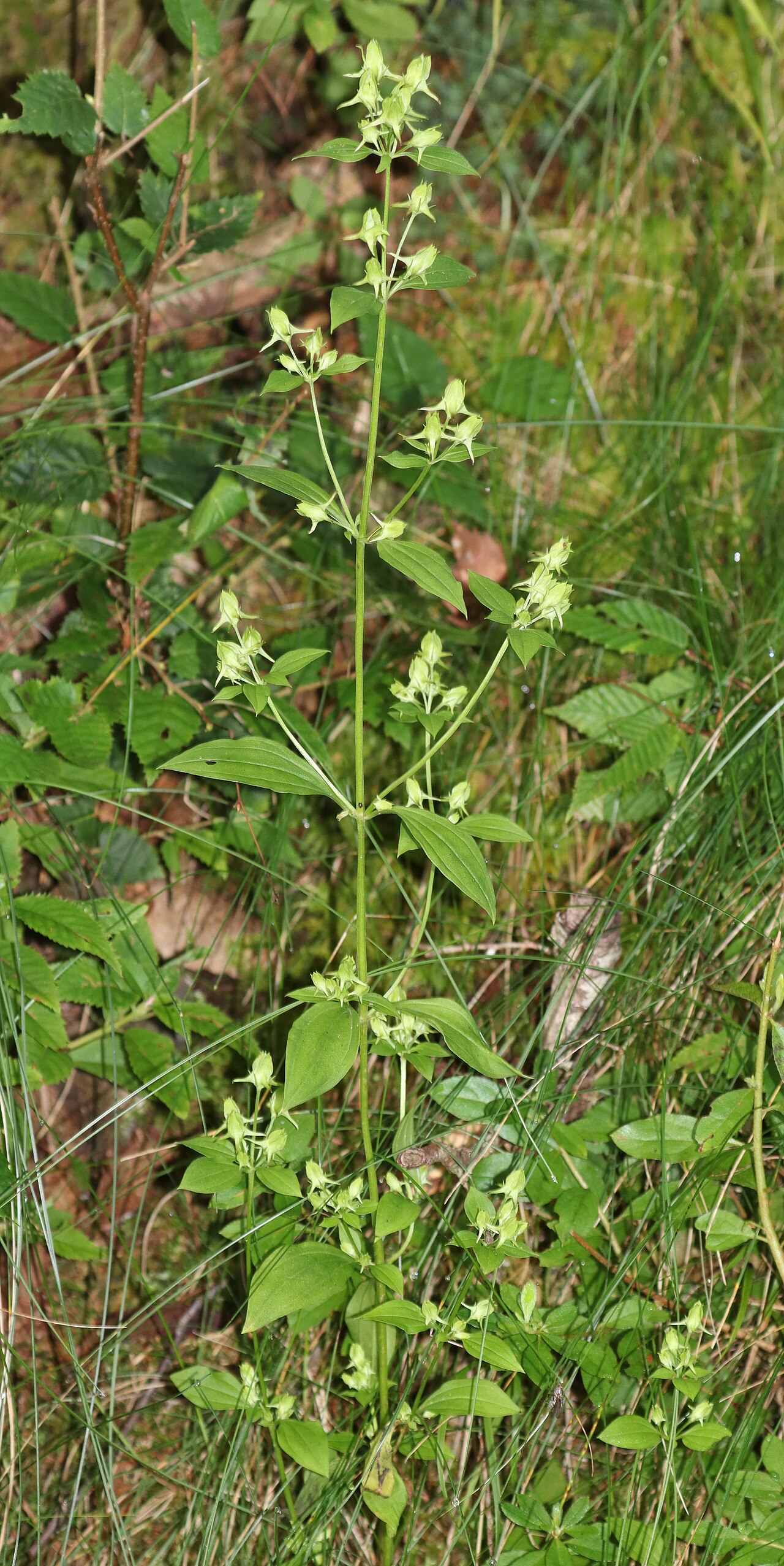 Halenia corniculata: Halenia corniculata in Akaishi Mountains, Shimoina, Nagano Prefecture, Japan.