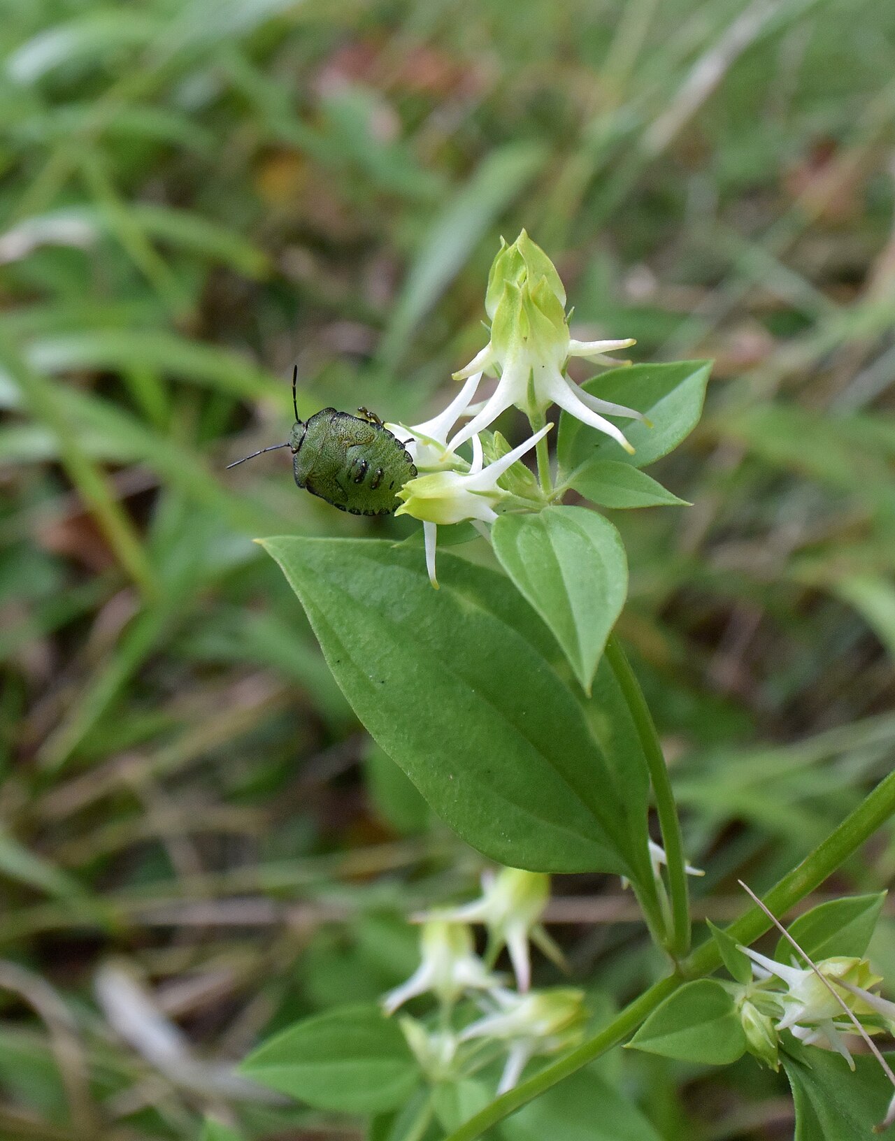 Halenia corniculata: Halenia corniculata