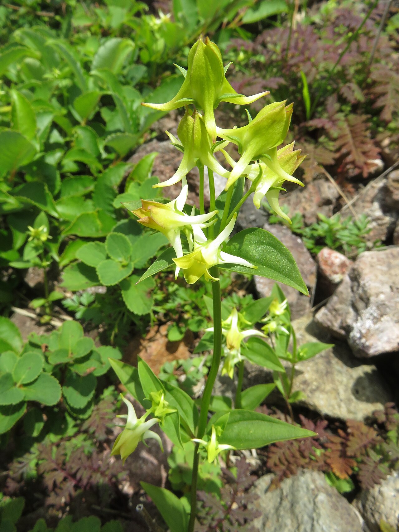 Halenia corniculata: Halenia corniculata , Mount hakkoda, Aomori pref., Japan