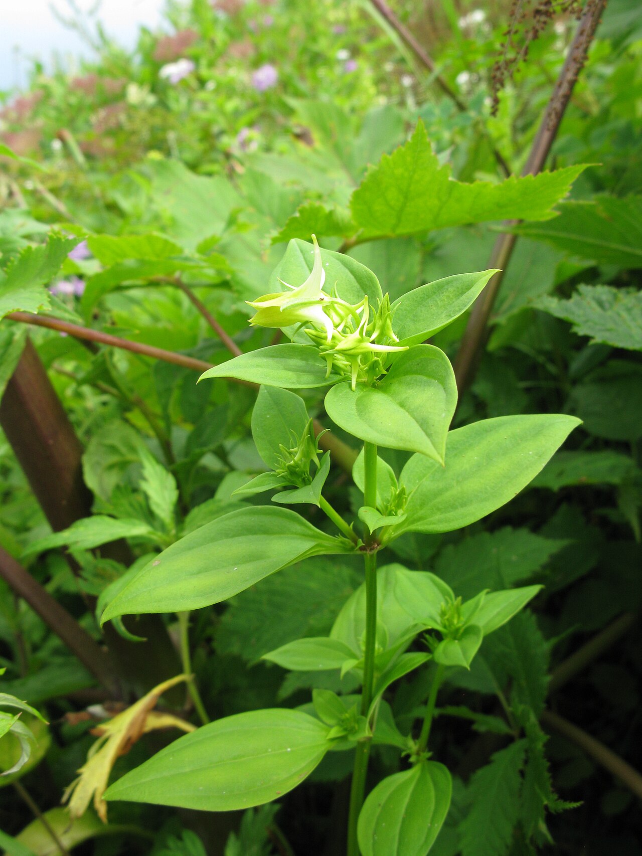 Halenia corniculata: Halenia corniculata , Mt. Bandaisan, Fukushima pref., Japan