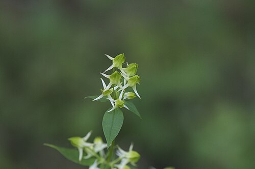 Halenia corniculata: Halenia corniculata