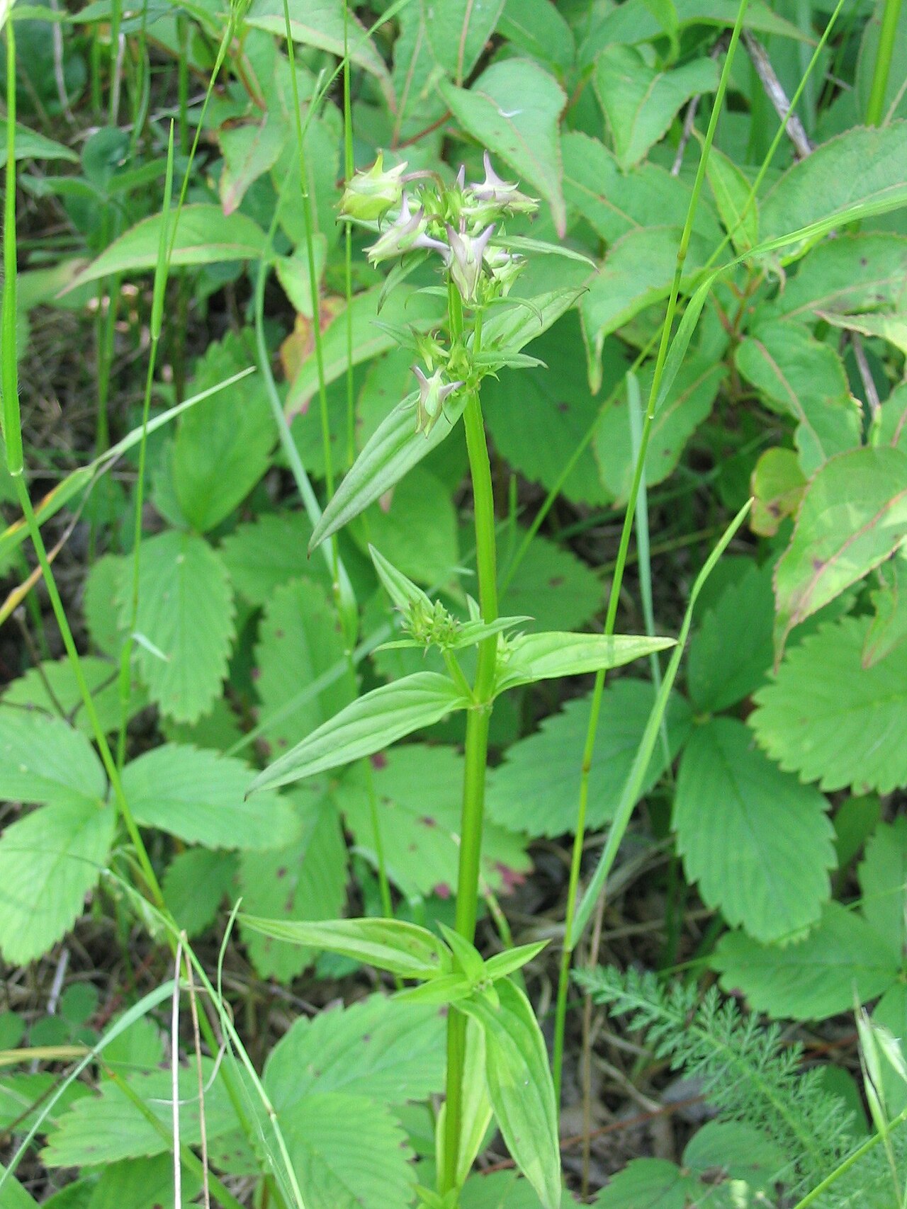 American spurred gentian: Halenia_deflexa_3-eheep