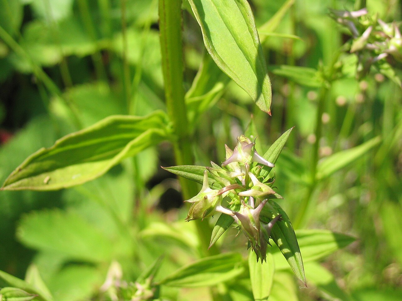 American spurred gentian: Halenia_deflexa_1-eheep