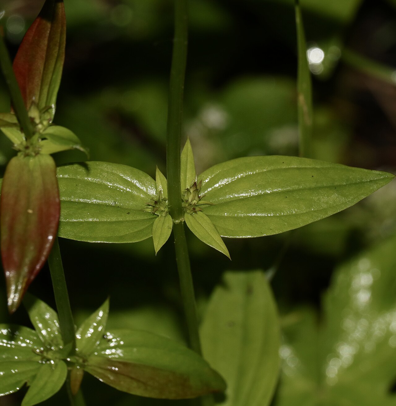 American spurred gentian: Cauline leaves of Halenia deflexa