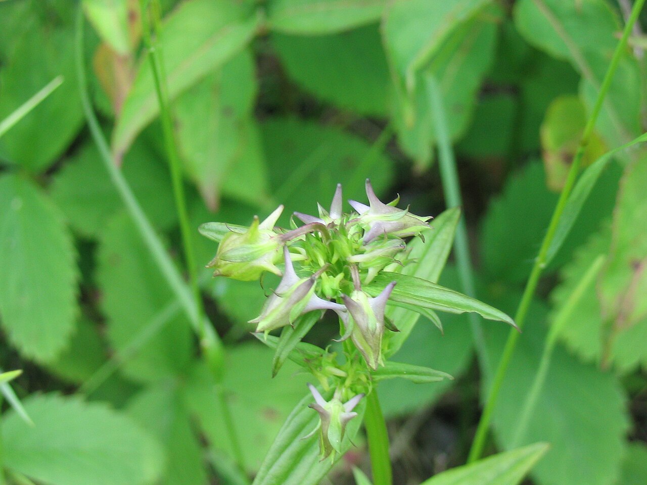 American spurred gentian: Halenia_deflexa_2-eheep