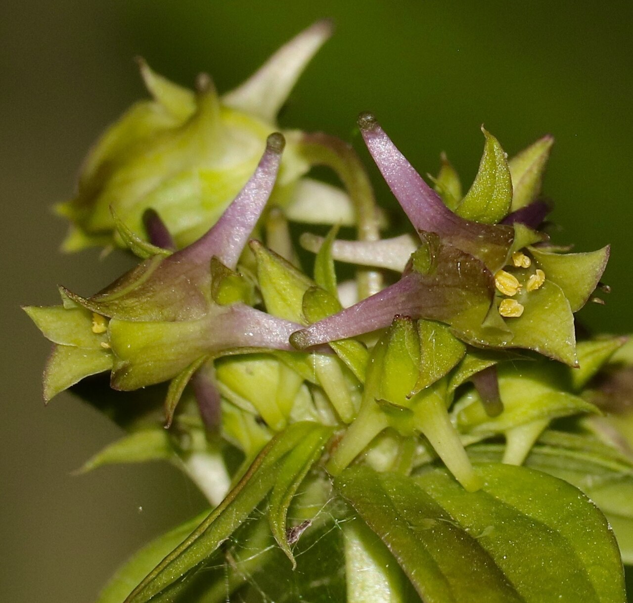 American spurred gentian: Halenia deflexa flowers in bloom