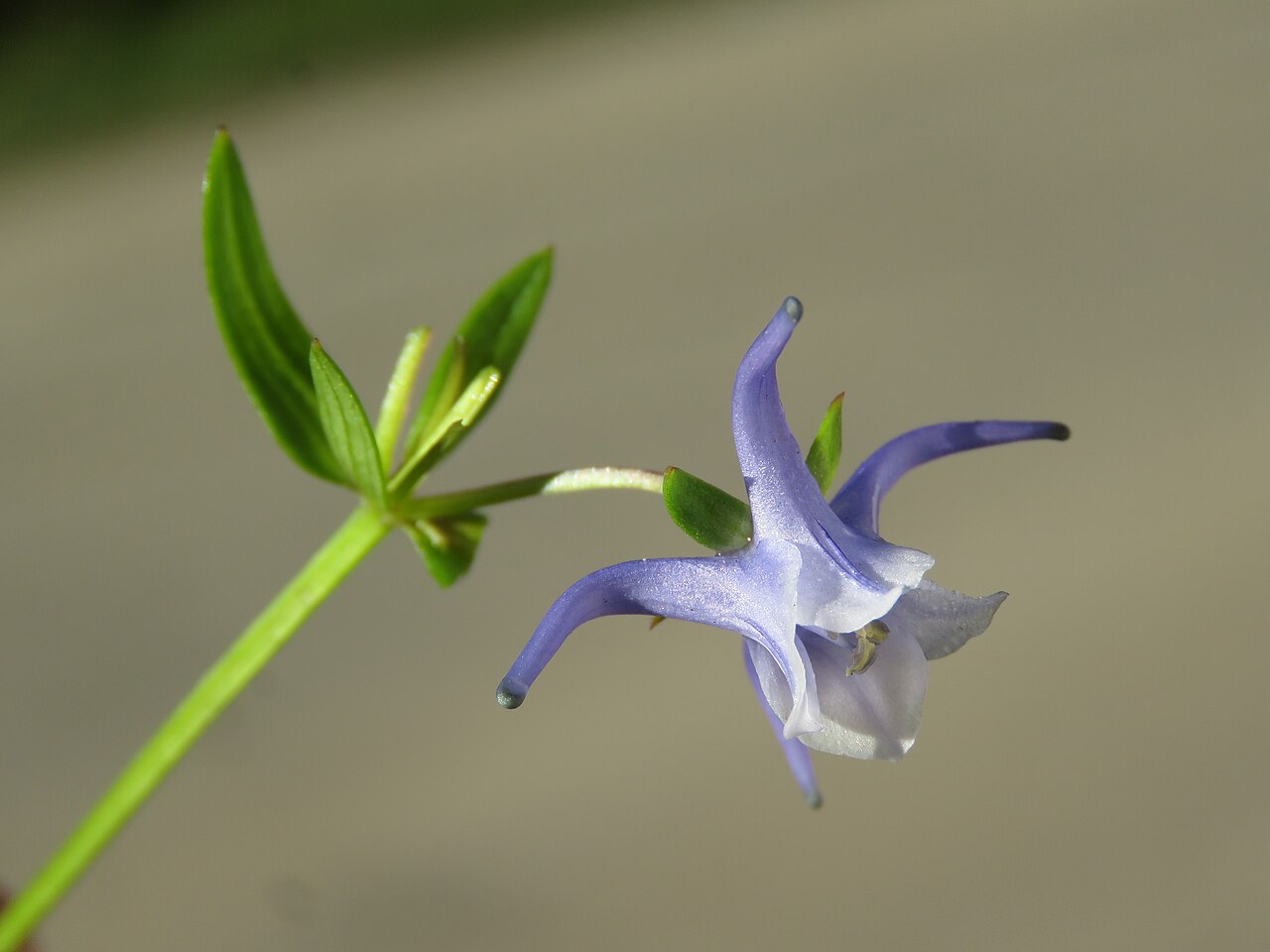 Halenia elliptica: Photos from Bhutan and Siliguri during LGFC - Bhutan 2019