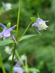 Halenia elliptica (Halenia elliptica)