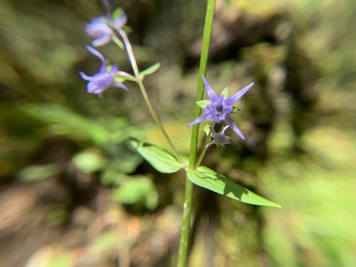 Halenia elliptica (Halenia elliptica)