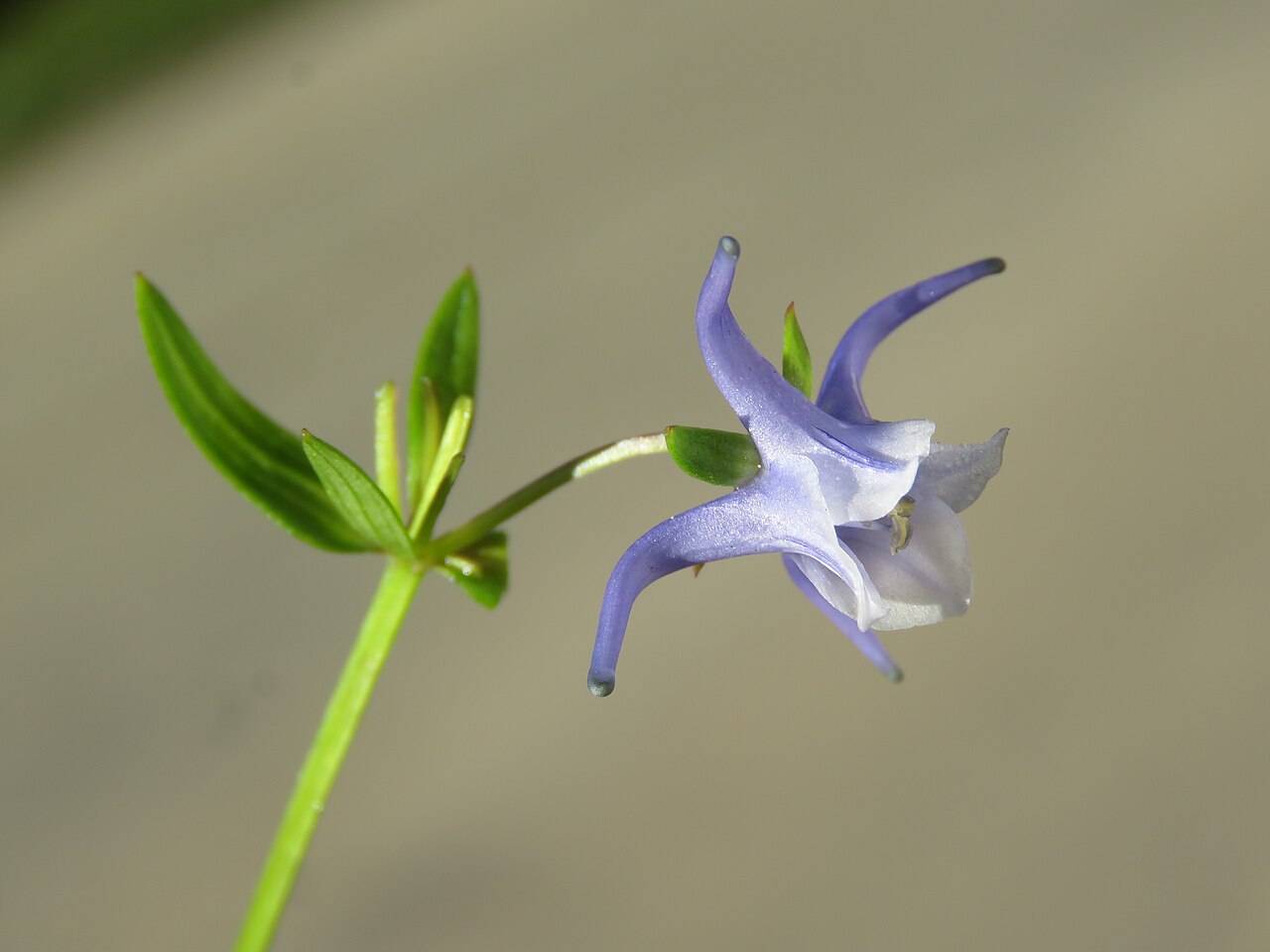 Halenia elliptica: Photos from Bhutan and Siliguri during LGFC - Bhutan 2019
