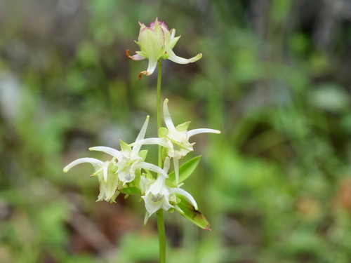 Halenia elliptica (Halenia elliptica)