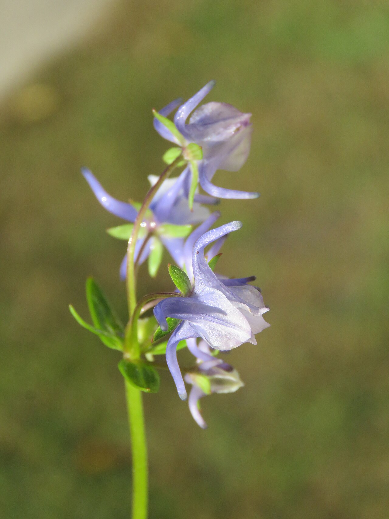 Halenia elliptica: Photos from Bhutan and Siliguri during LGFC - Bhutan 2019