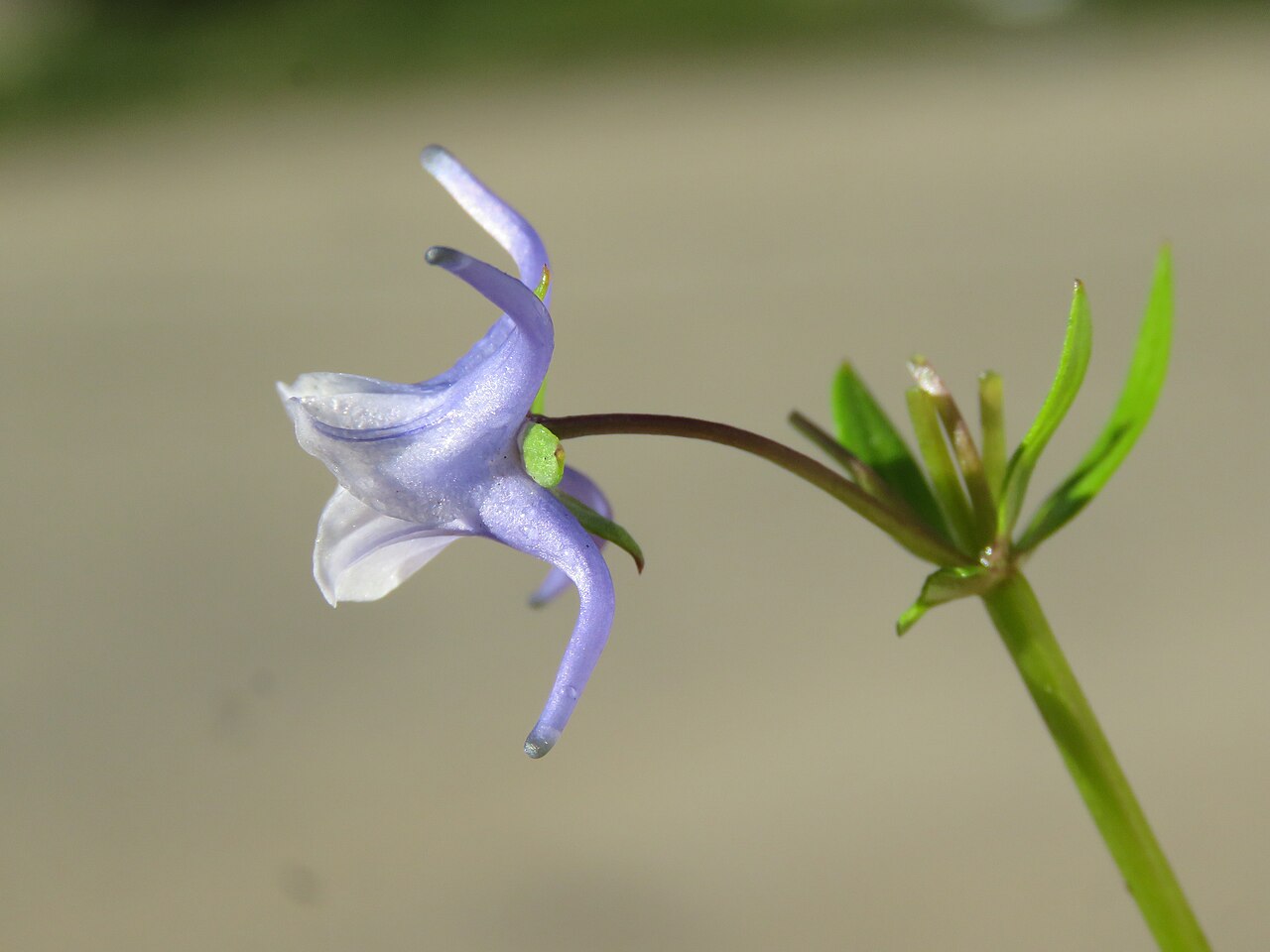 Halenia elliptica: Photos from Bhutan and Siliguri during LGFC - Bhutan 2019