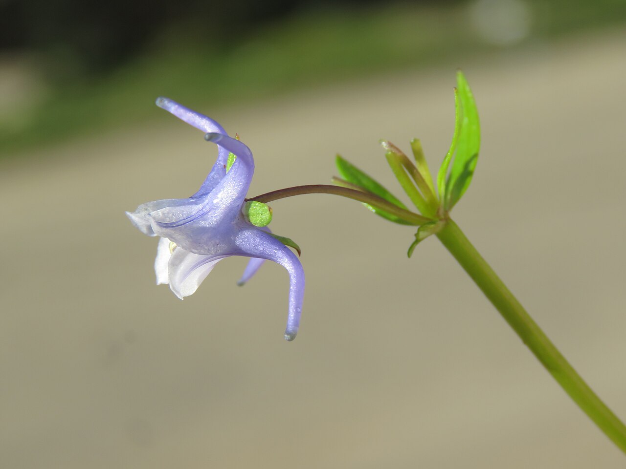 Halenia elliptica: Photos from Bhutan and Siliguri during LGFC - Bhutan 2019