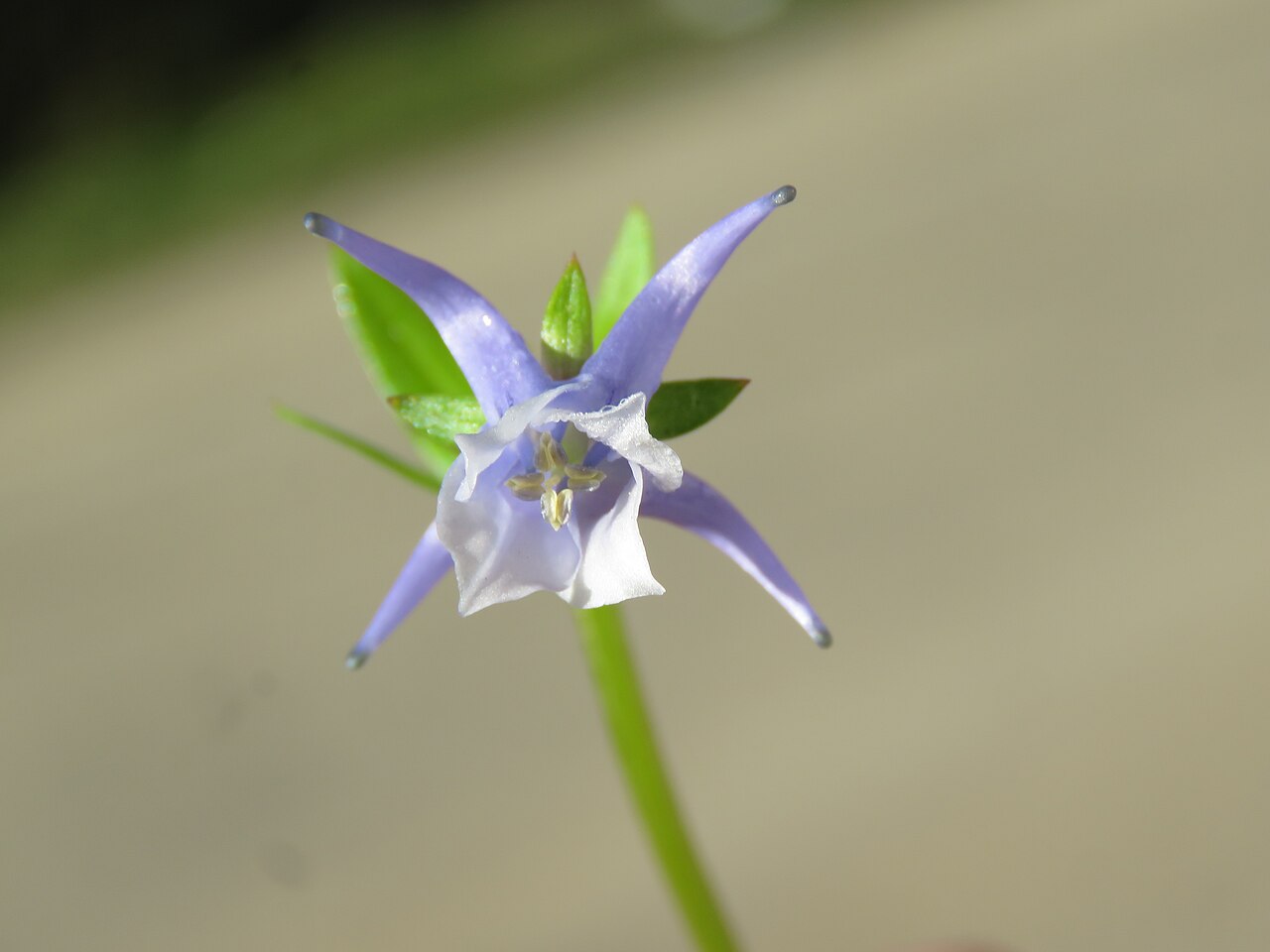 Halenia elliptica: Photos from Bhutan and Siliguri during LGFC - Bhutan 2019