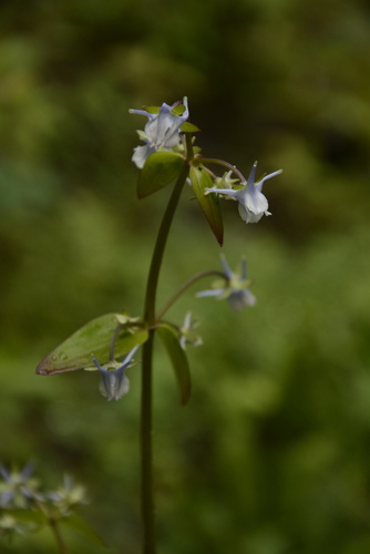 Halenia elliptica (Halenia elliptica)