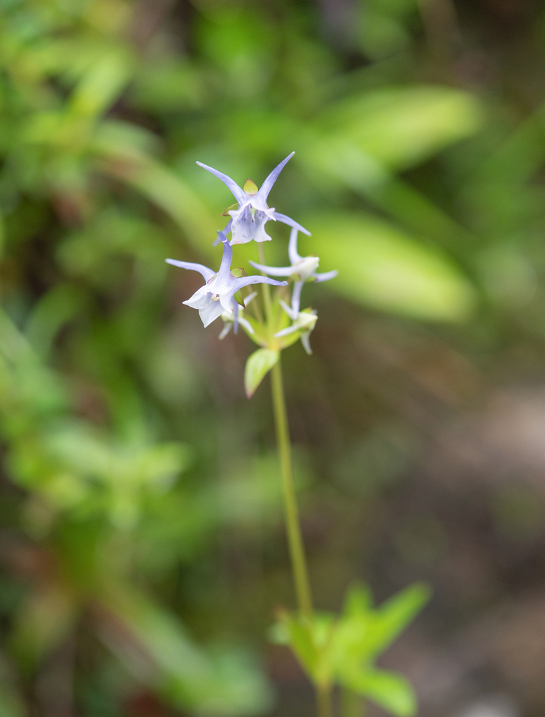 Halenia elliptica (Halenia elliptica)