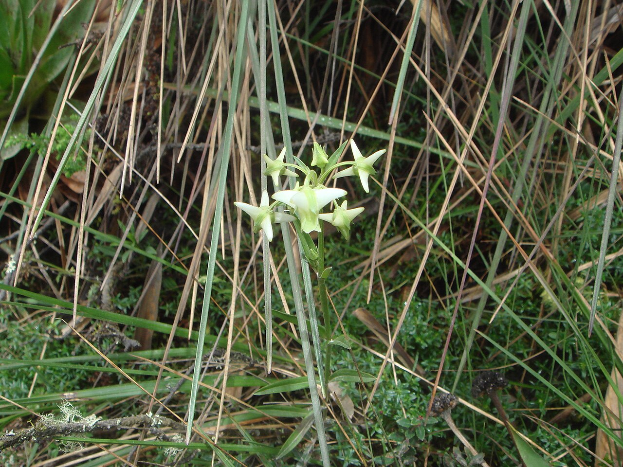 Halenia major: ( Halenia major ) Páramo de Guasca, Cundinamarca, Colombia