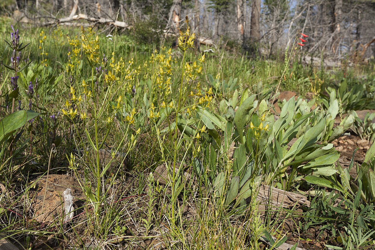 Mt. Graham spurred gentian: Halenia rothrockii , north end of the Mogollon Mountains on the northeast side of Corner Mountain along Quaking Aspen Creek, 33.479 -108.640, Catron County, 1 S