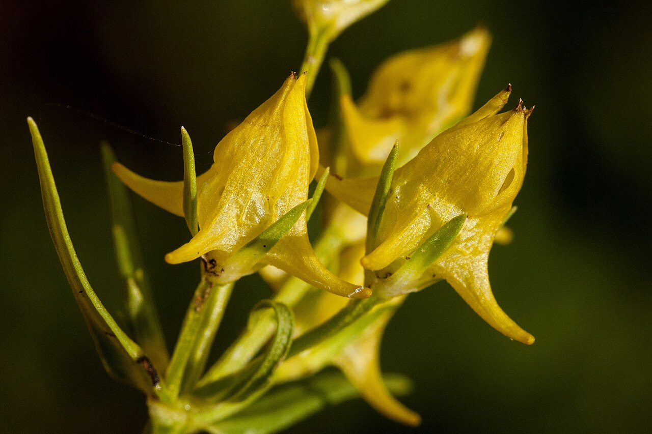 Mt. Graham spurred gentian: Halenia rothrockii , north end of the Mogollon Mountains on the northeast side of Corner Mountain along Quaking Aspen Creek, 33.479 -108.640, Catron County, 1 S