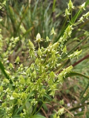 Halenia rhyacophila (Halenia rhyacophila)