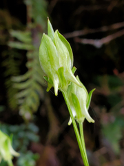 Halenia rhyacophila (Halenia rhyacophila)