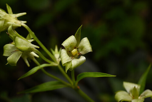 Halenia rhyacophila (Halenia rhyacophila)