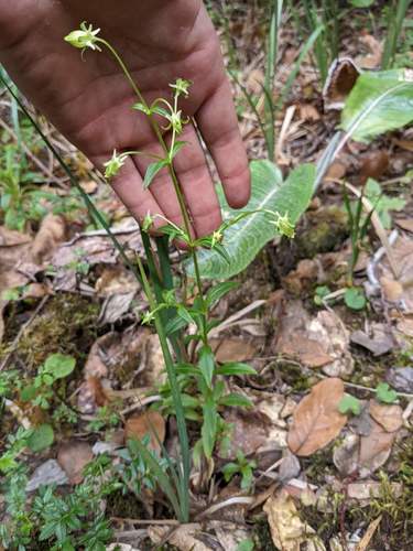 Halenia rhyacophila (Halenia rhyacophila)