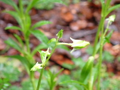 Halenia rhyacophila (Halenia rhyacophila)