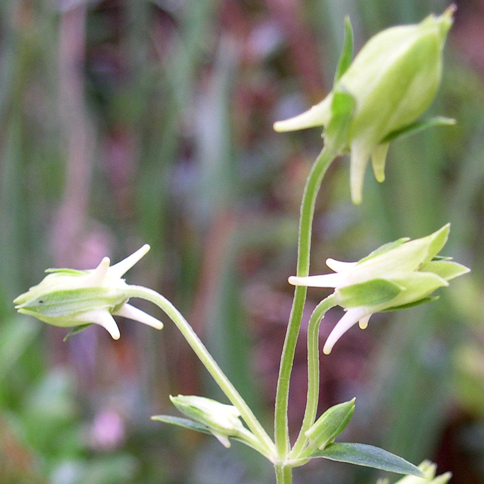 Halenia rhyacophila (Halenia rhyacophila)