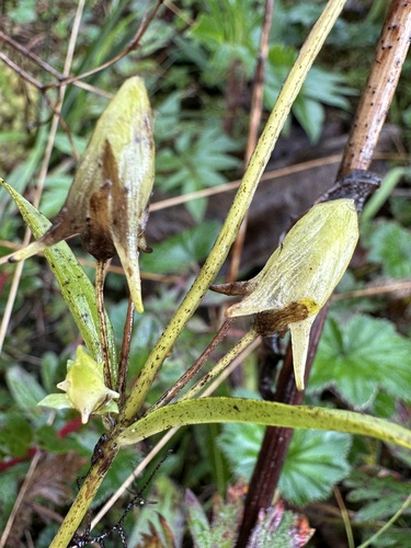 Halenia rhyacophila (Halenia rhyacophila)