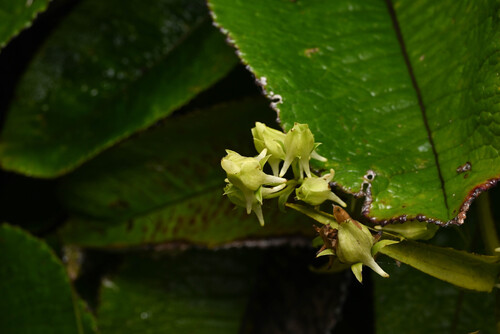 Halenia rhyacophila (Halenia rhyacophila)