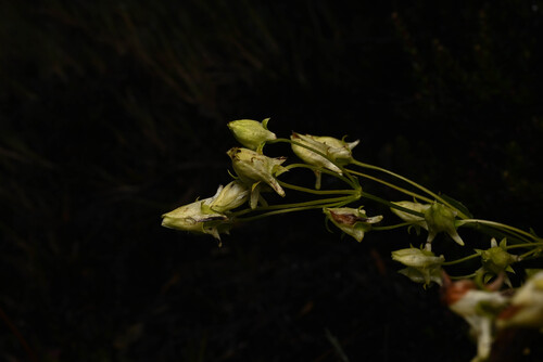 Halenia rhyacophila (Halenia rhyacophila)
