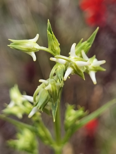 Halenia rhyacophila (Halenia rhyacophila)