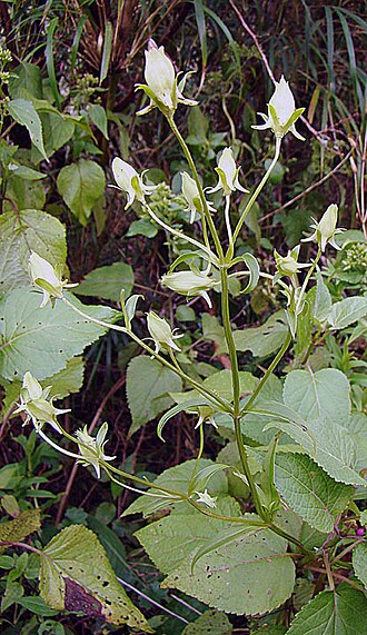 Halenia rhyacophila: From timberline on Volcan Baru, western Panama. In context at www.dixpix.ca/meso_america/Flora/apocyan/index.html