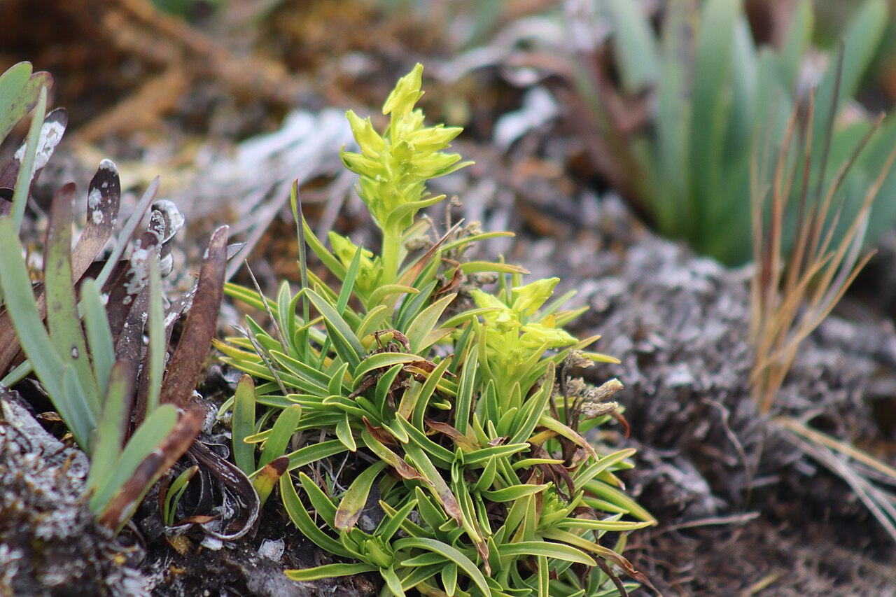 Halenia umbellata: Toro-toro, patsamacash o japlla shacoq (Halenia umbellata) cerca de Punta Unión, quebrada Huaripampa. Foto tomada durante la expedición fotográfica en la camina