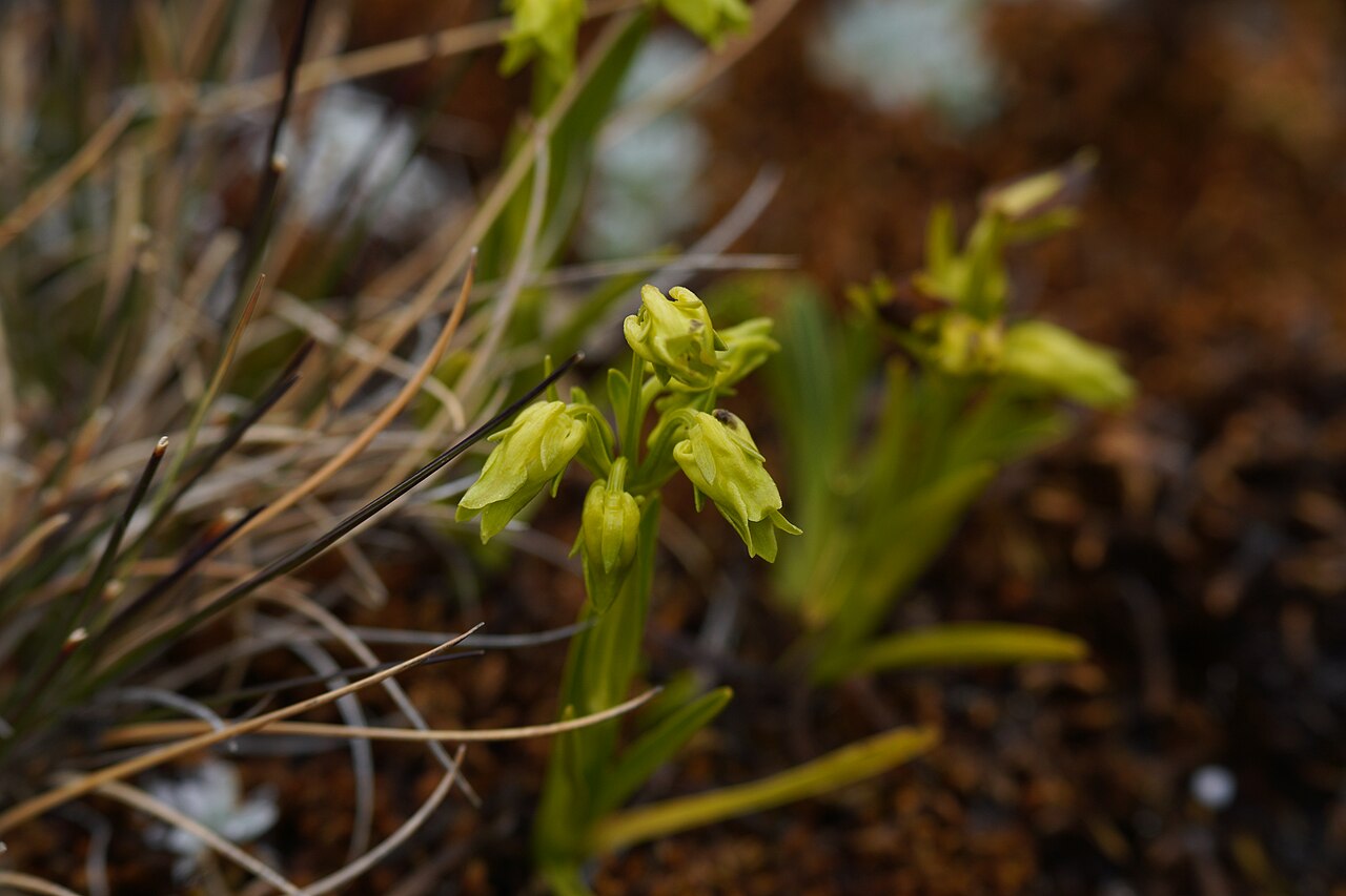 Halenia umbellata: Photo taken during the photographic expedition in the Santa Cruz - Llanganuco trek in the Cordillera Blanca, from October 13 to 16, 2022, organized by WikiAcció