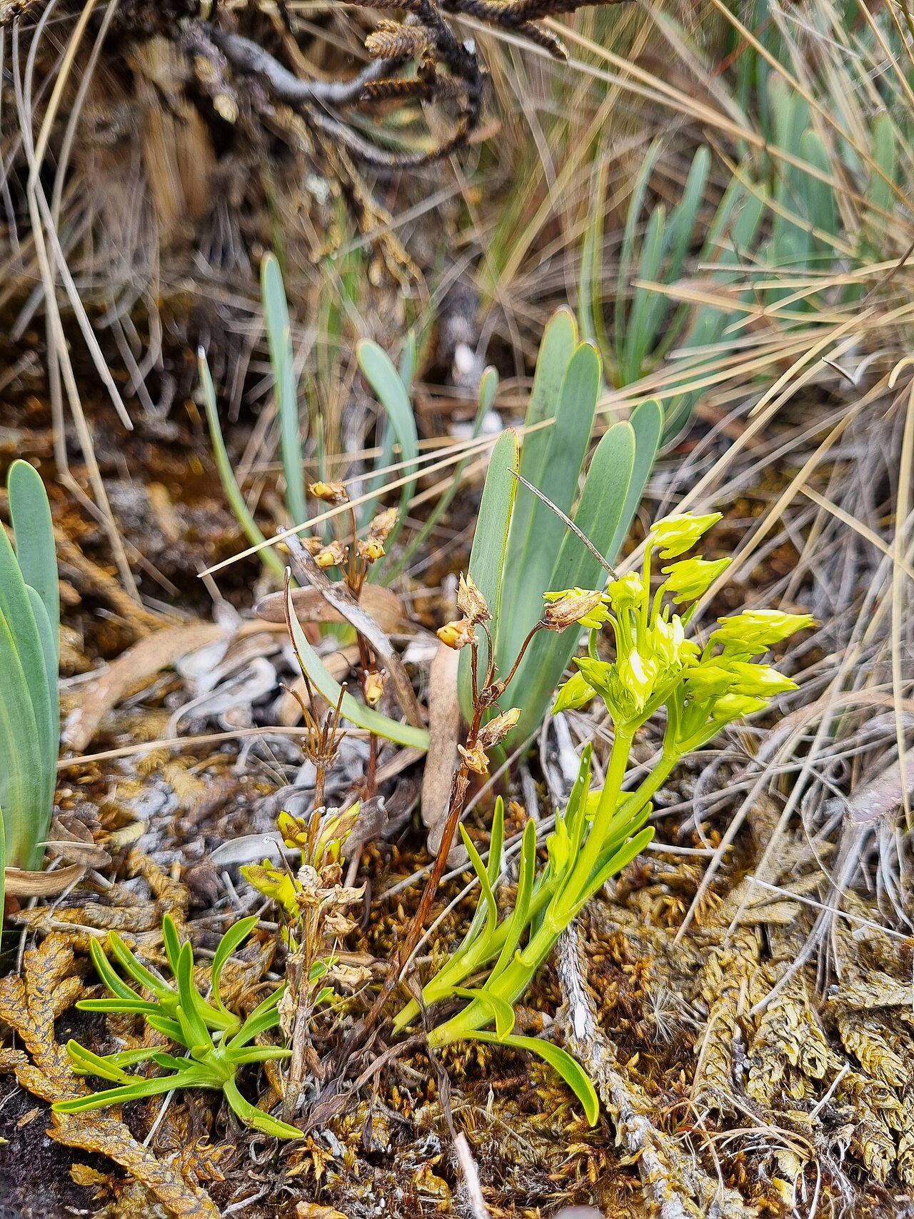 Halenia umbellata: Foto tirada durante a expedição fotográfica no trekking Santa Cruz - Llanganuco na Cordilheira Branca, de 13 a 16 de outubro de 2022, organizada por WikiAcción