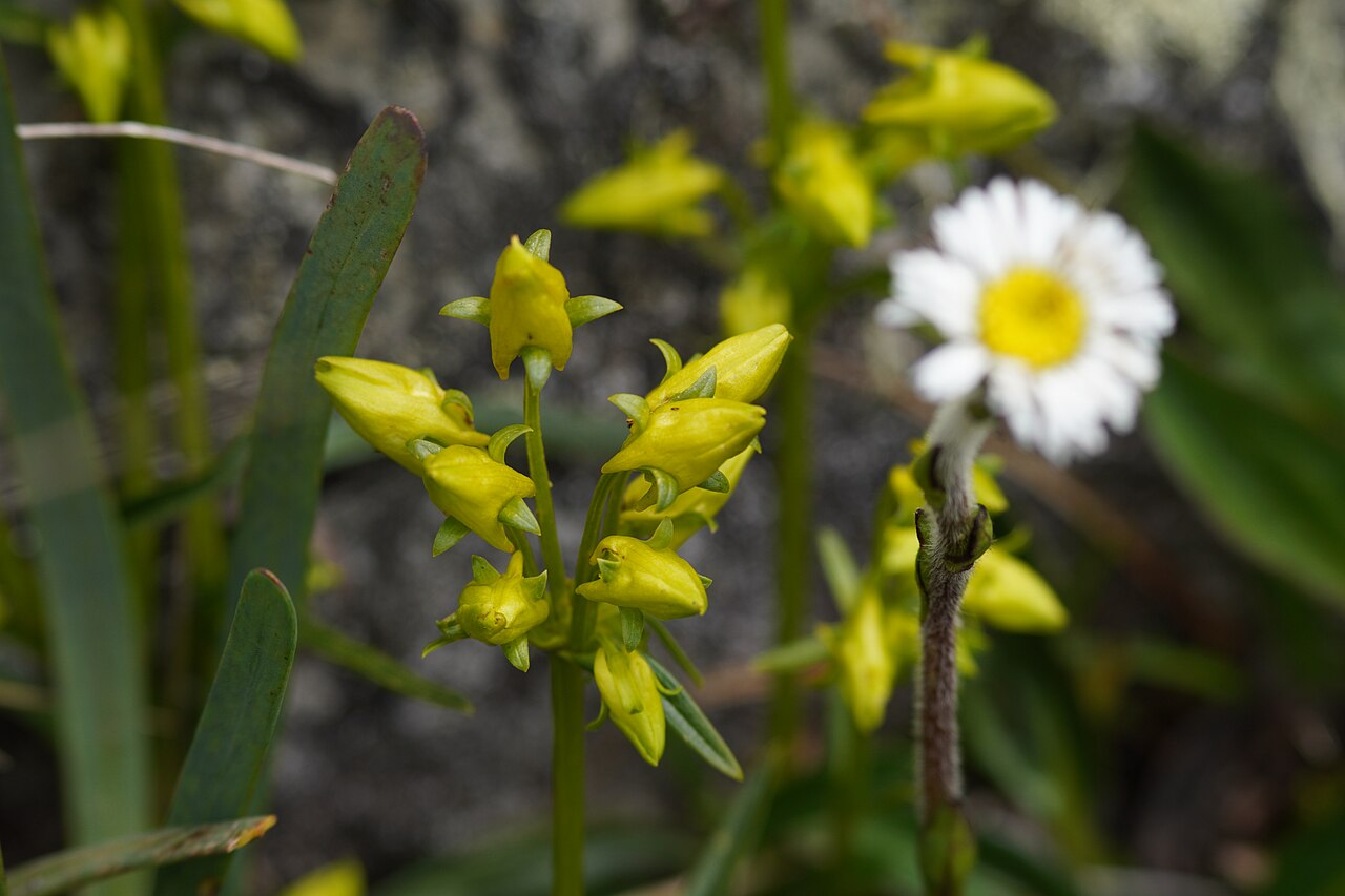 Halenia umbellata: Photo taken during the photographic expedition to the archaeological sites in the Chavin de Huantar district, from February 23 to 29, 2024, organized by WikiAcc