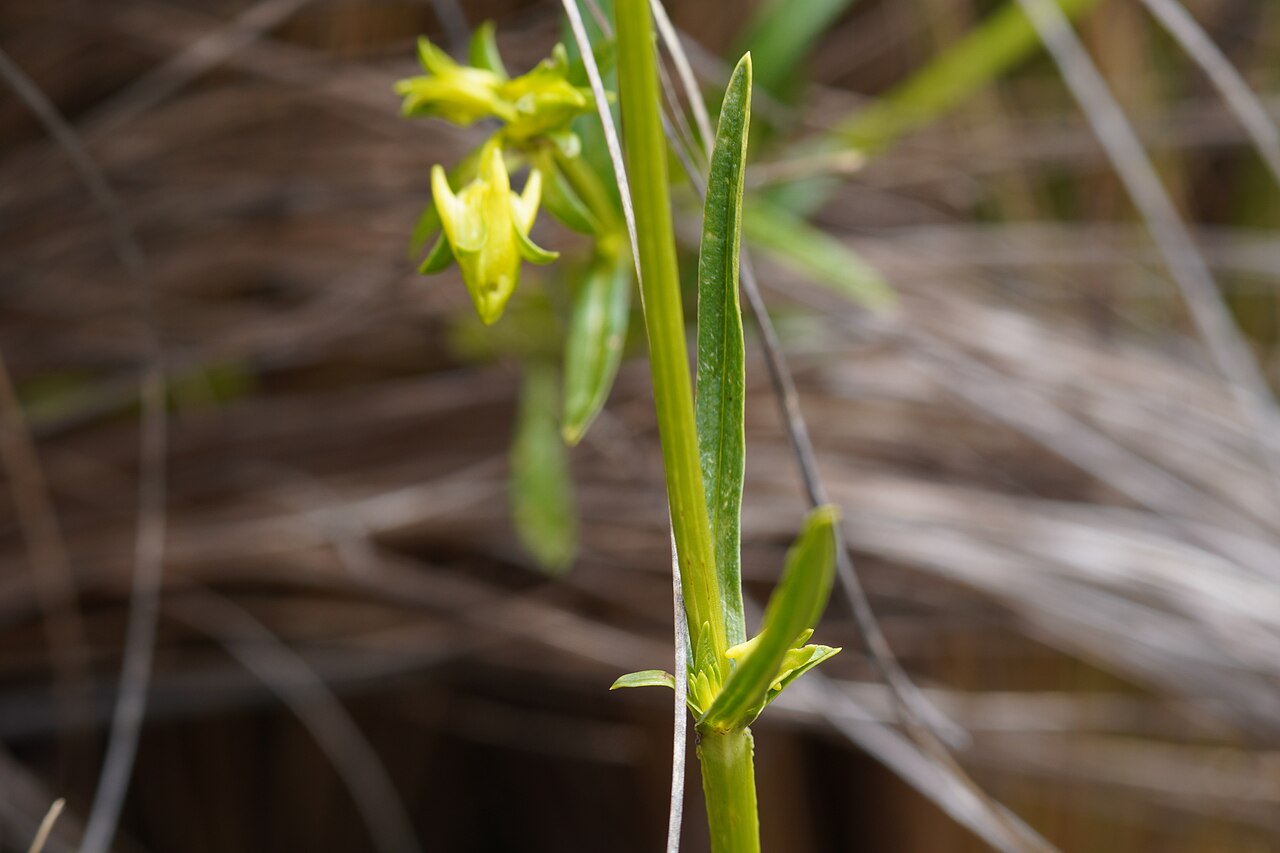 Halenia umbellata: Photo taken during the photographic expedition to the archaeological sites in the Chavin de Huantar district, from February 23 to 29, 2024, organized by WikiAcc