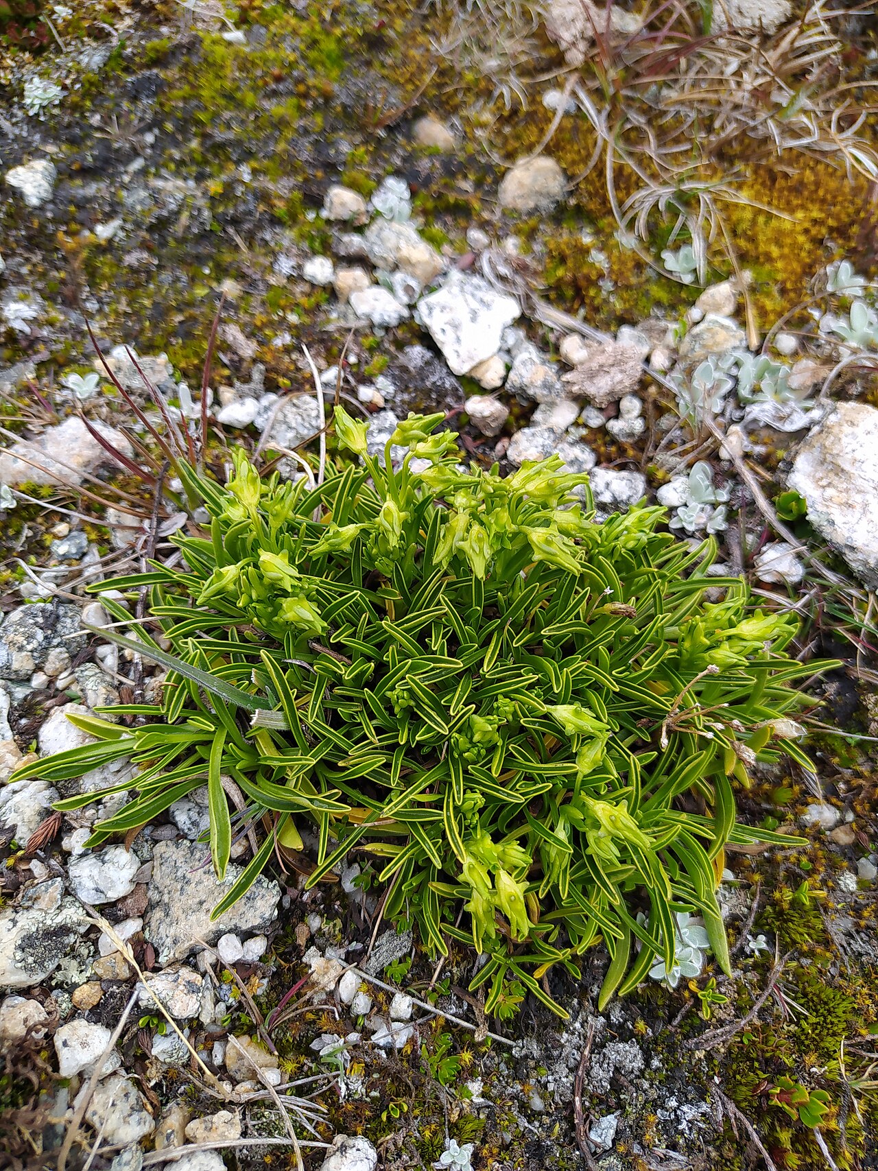 Halenia umbellata: Foto tomada durante la expedición fotográfica en la quebrada de Aquilpo (Cordillera Blanca, Áncash) del 8 al 13 de diciembre de 2021 organizado por WikiAcción P