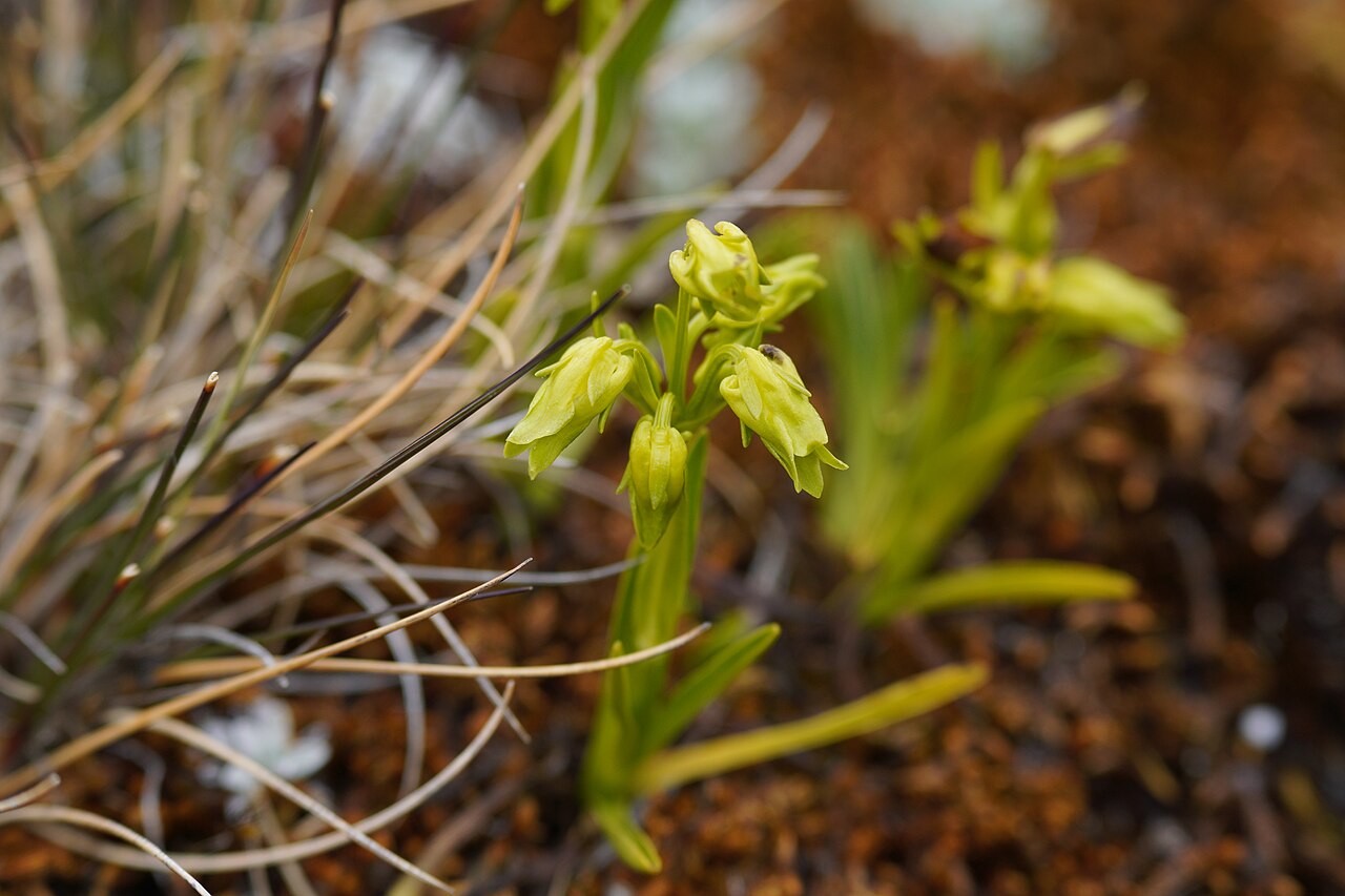 Halenia umbellata: Photo taken during the photographic expedition in the Santa Cruz - Llanganuco trek in the Cordillera Blanca, from October 13 to 16, 2022, organized by WikiAcció