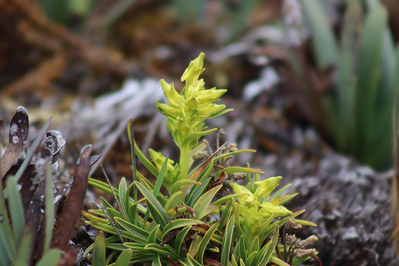 Halenia umbellata: Toro-toro, patsamacash o japlla shacoq (Halenia umbellata) cerca de Punta Unión, quebrada Huaripampa. Foto tomada durante la expedición fotográfica en la camina