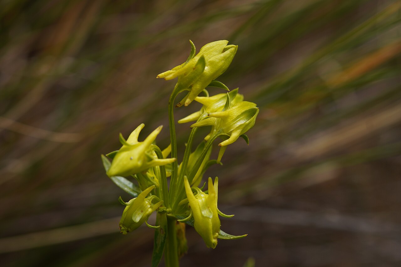 Halenia umbellata: Photo taken during the photographic expedition to the archaeological sites in the Chavin de Huantar district, from February 23 to 29, 2024, organized by WikiAcc