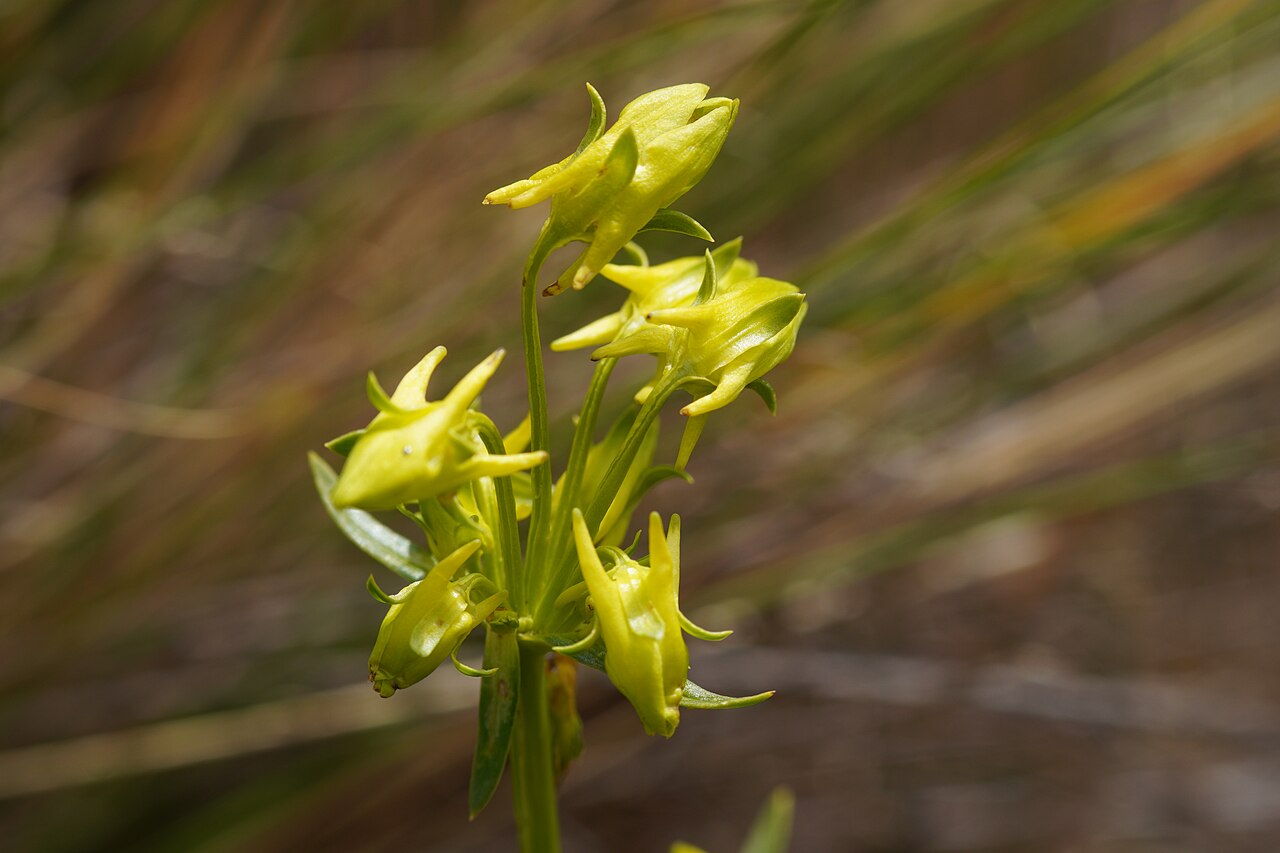 Halenia umbellata: Photo taken during the photographic expedition to the archaeological sites in the Chavin de Huantar district, from February 23 to 29, 2024, organized by WikiAcc