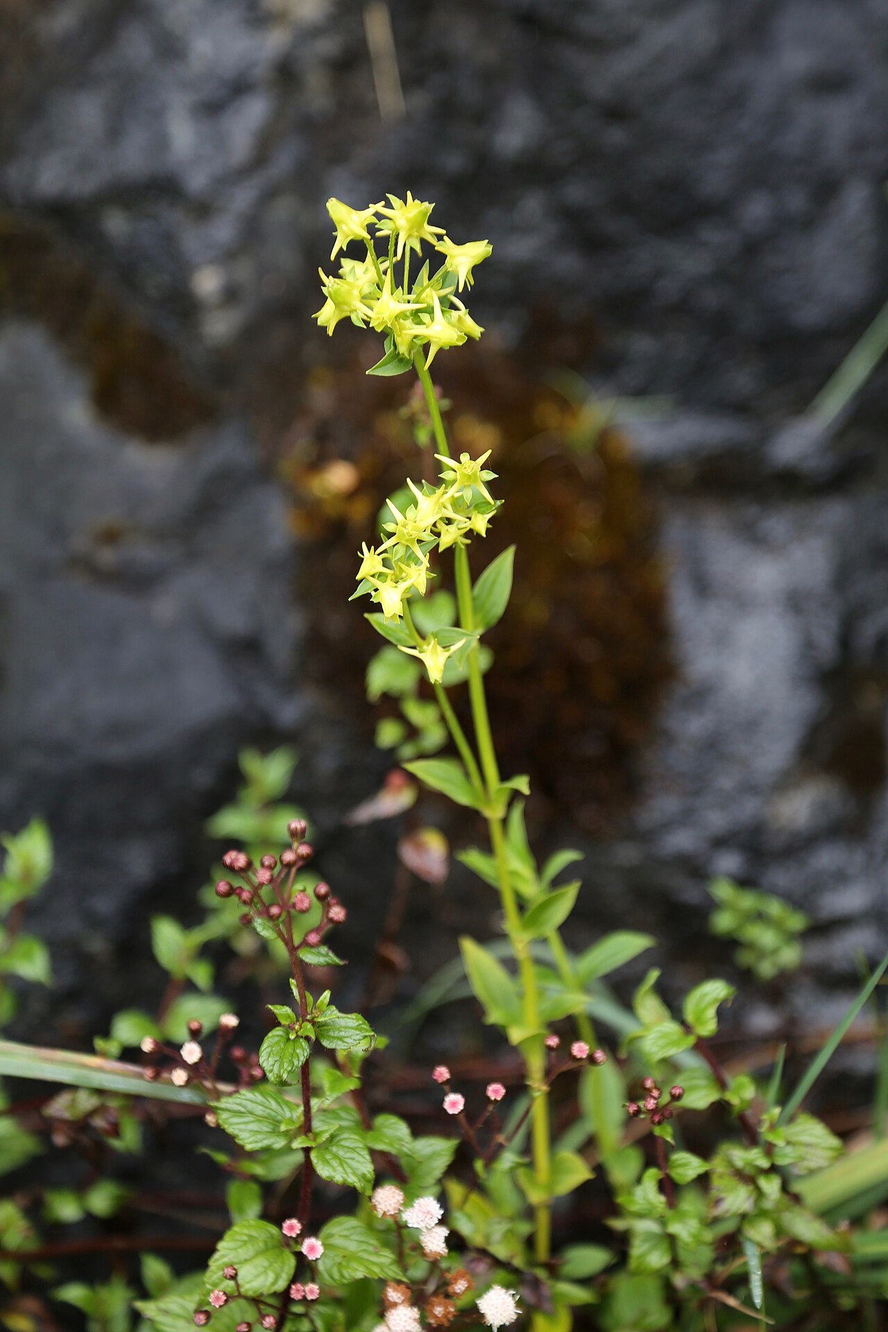Cacho de Venado: Ecuador, Napo Province, ˜4 km N of Papallacta, subpáramo, 3400 m