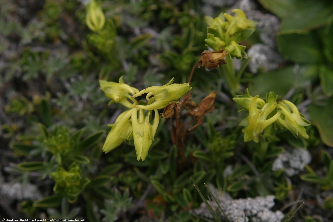 Cacho de Venado: Cacho de Venado, Deer's Antlers (Halenia weddelliana). Cotopaxi, Ecuador