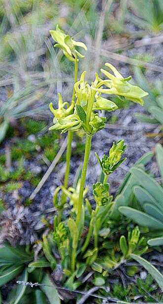Cacho de Venado: A species of the northern Andes, mainly Ecuador. Photo from the alpine zone of Chimborazo mountain.