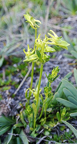 Cacho de Venado: A species of the northern Andes, mainly Ecuador. Photo from the alpine zone of Chimborazo mountain.