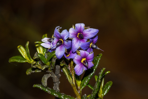 Halgania andromedifolia (Halgania andromedifolia)